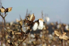 cotton