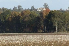 cottonfield